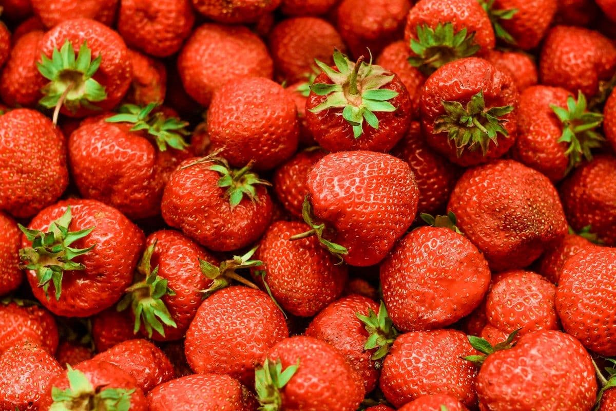 Ramya Horticulture Strawberry Farm